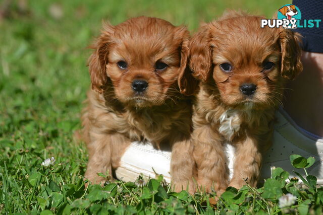 Cavalier King Charles Spaniel Registered Dogs Vic Puppies