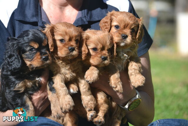 Cavalier King Charles Spaniel Registered Dogs Vic Puppies