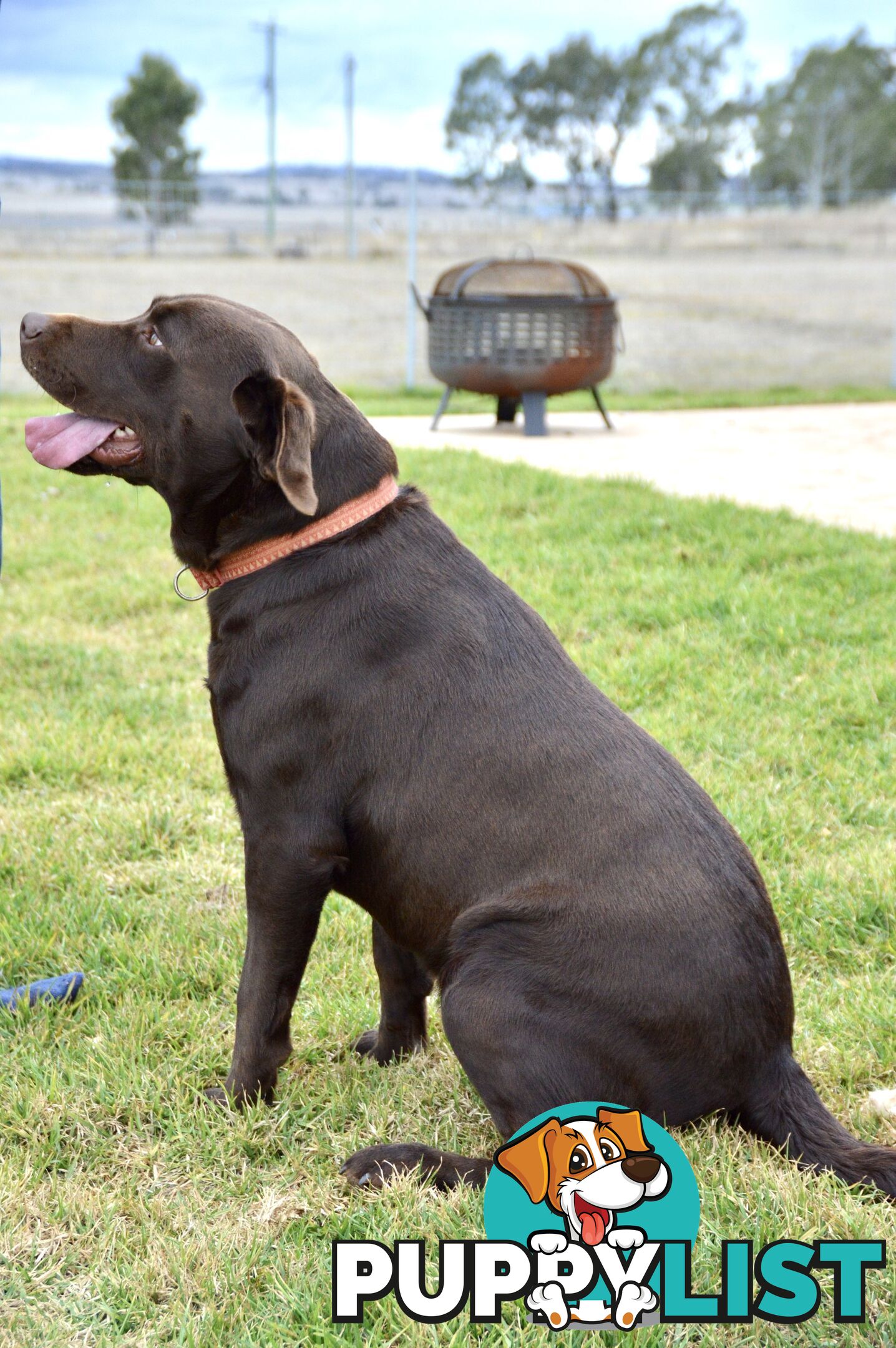 Purebred Labrador Retriever Puppies just born