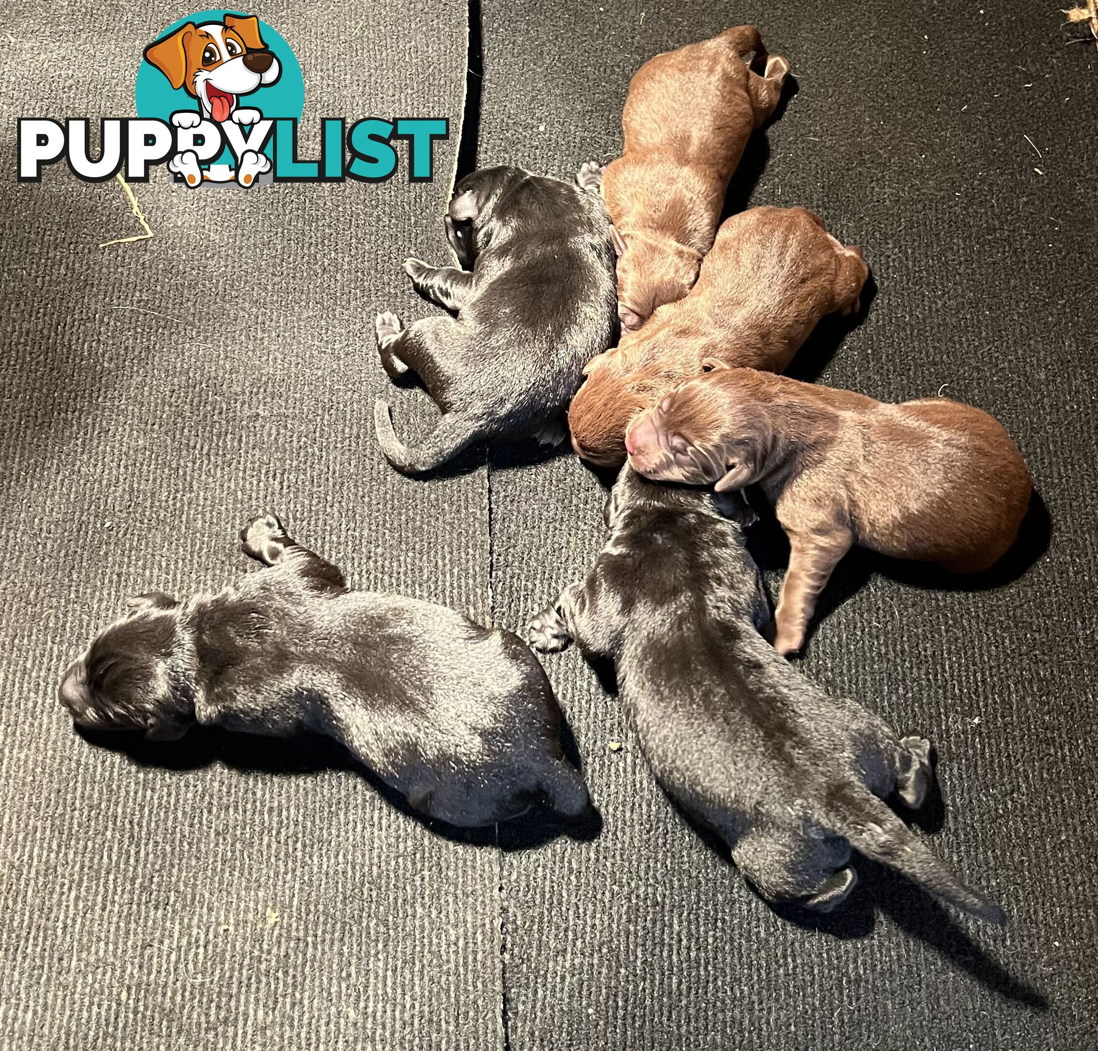 Purebred Labrador Retriever Puppies just born