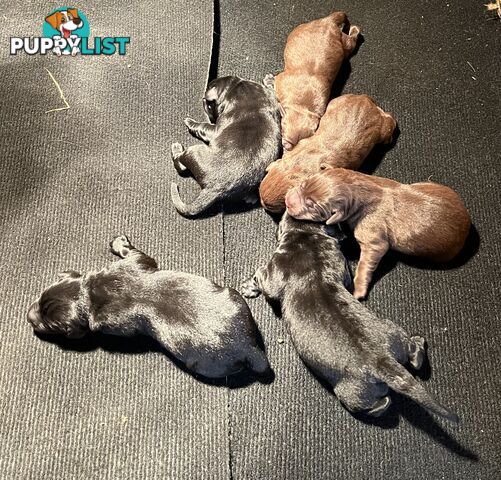 Purebred Labrador Retriever Puppies just born