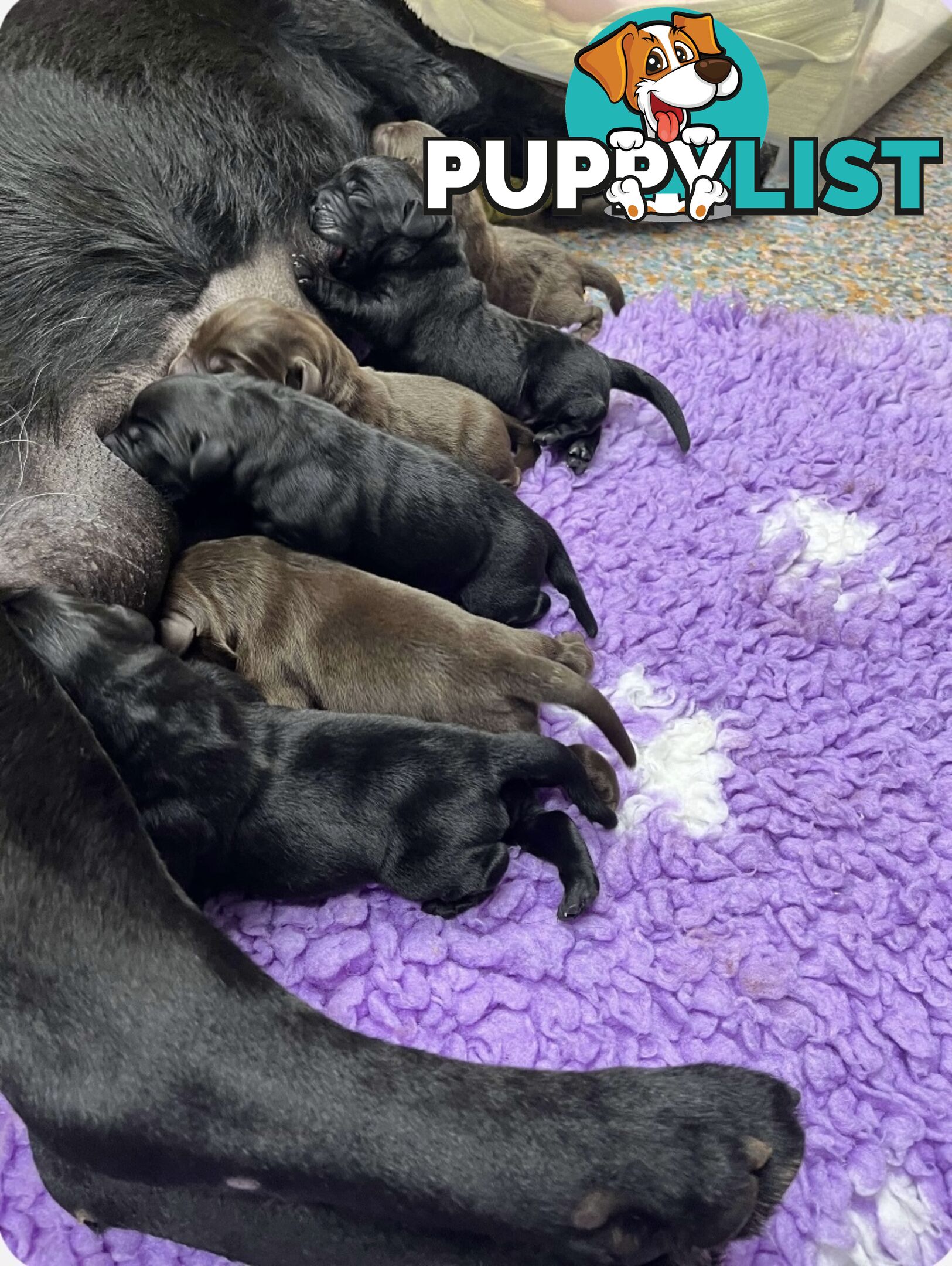 Purebred Labrador Retriever Puppies just born