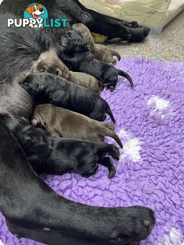 Purebred Labrador Retriever Puppies just born