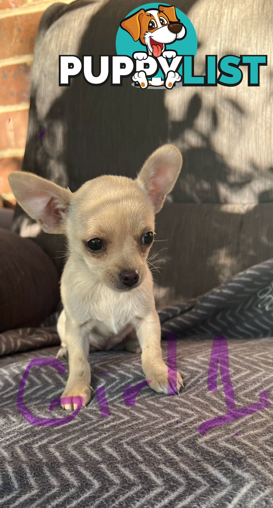 Chihuahua puppies