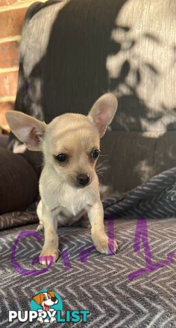 Chihuahua puppies