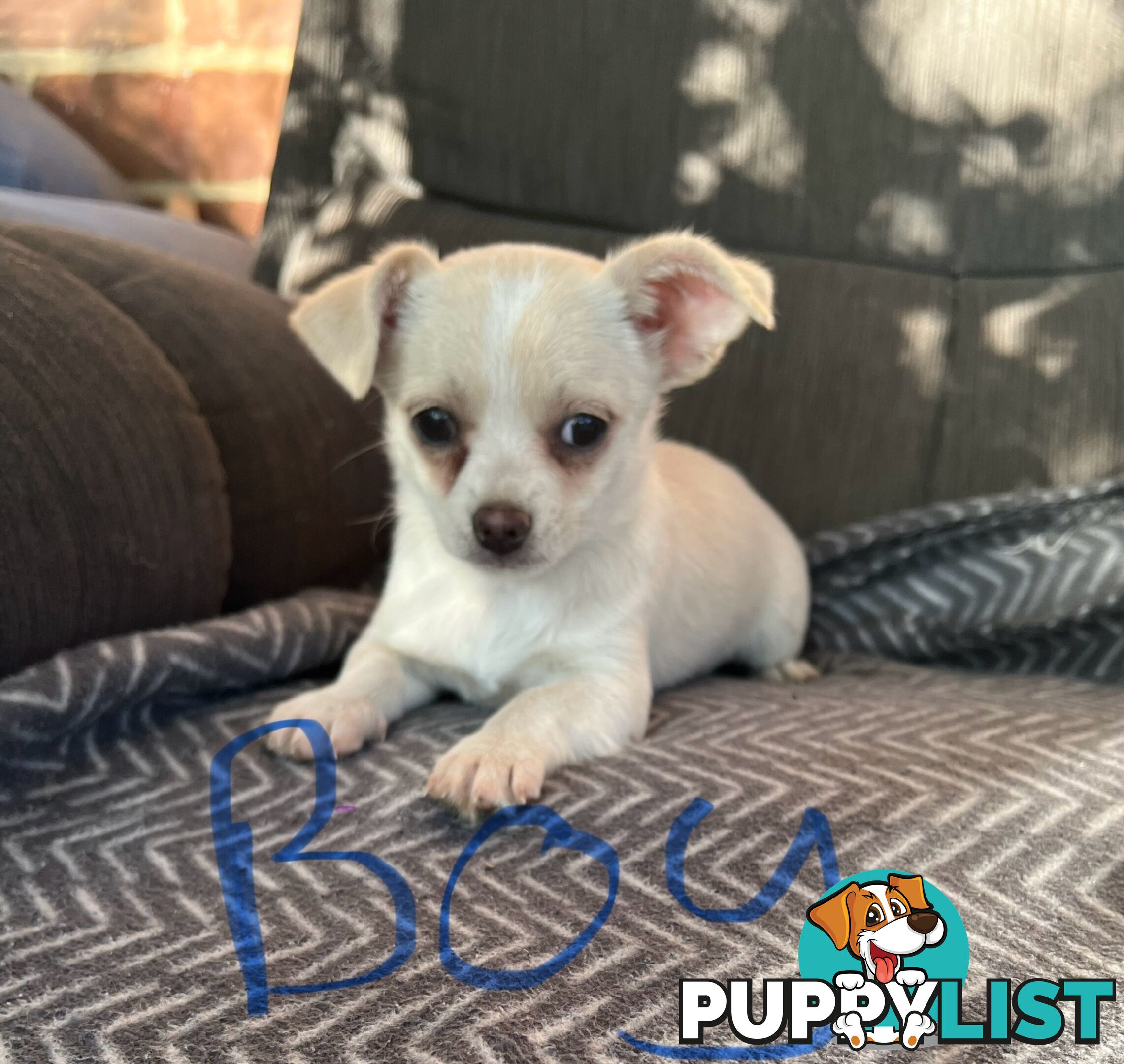 Chihuahua puppies