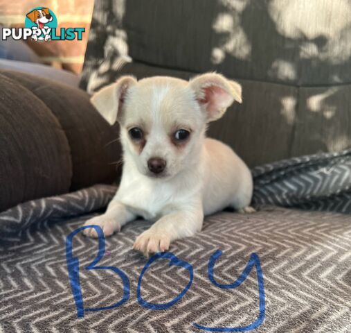 Chihuahua puppies