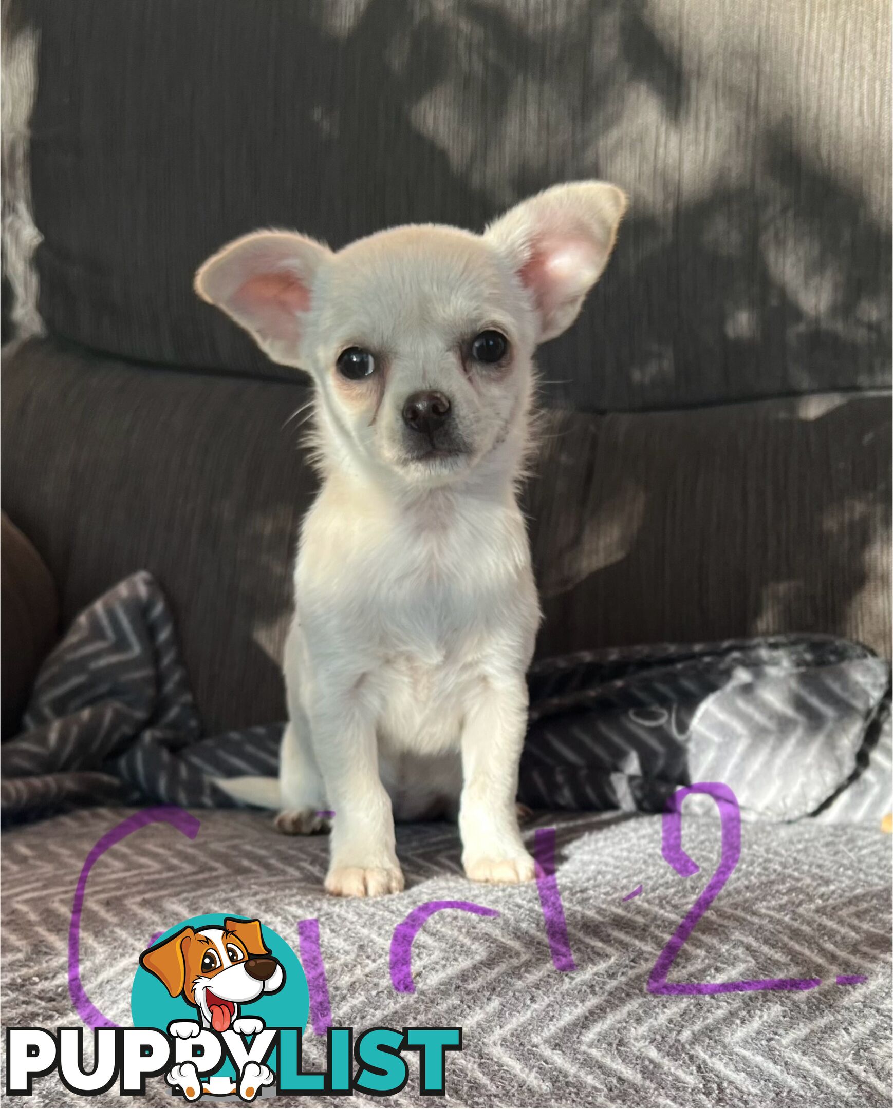 Chihuahua puppies