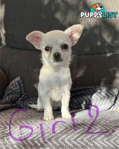 Chihuahua puppies
