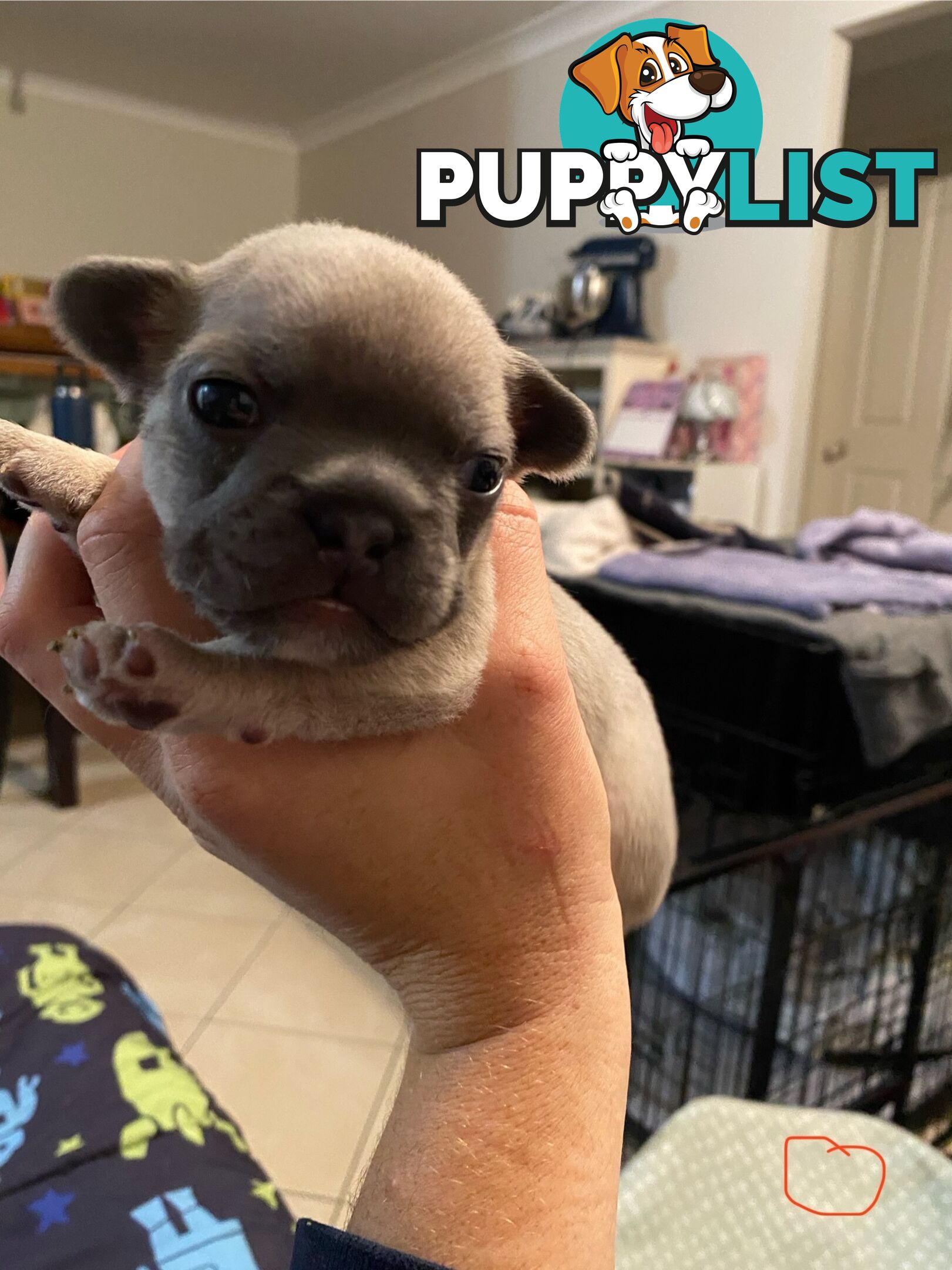 Cute little french bulldog puppies