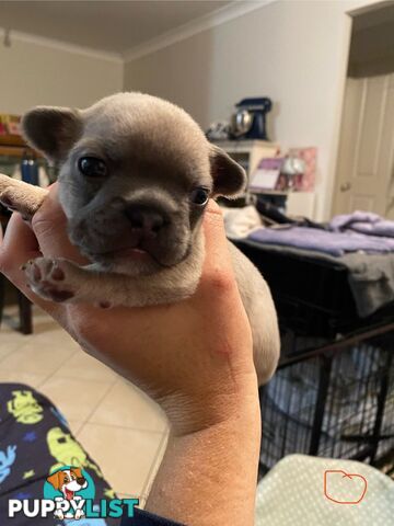 Cute little french bulldog puppies