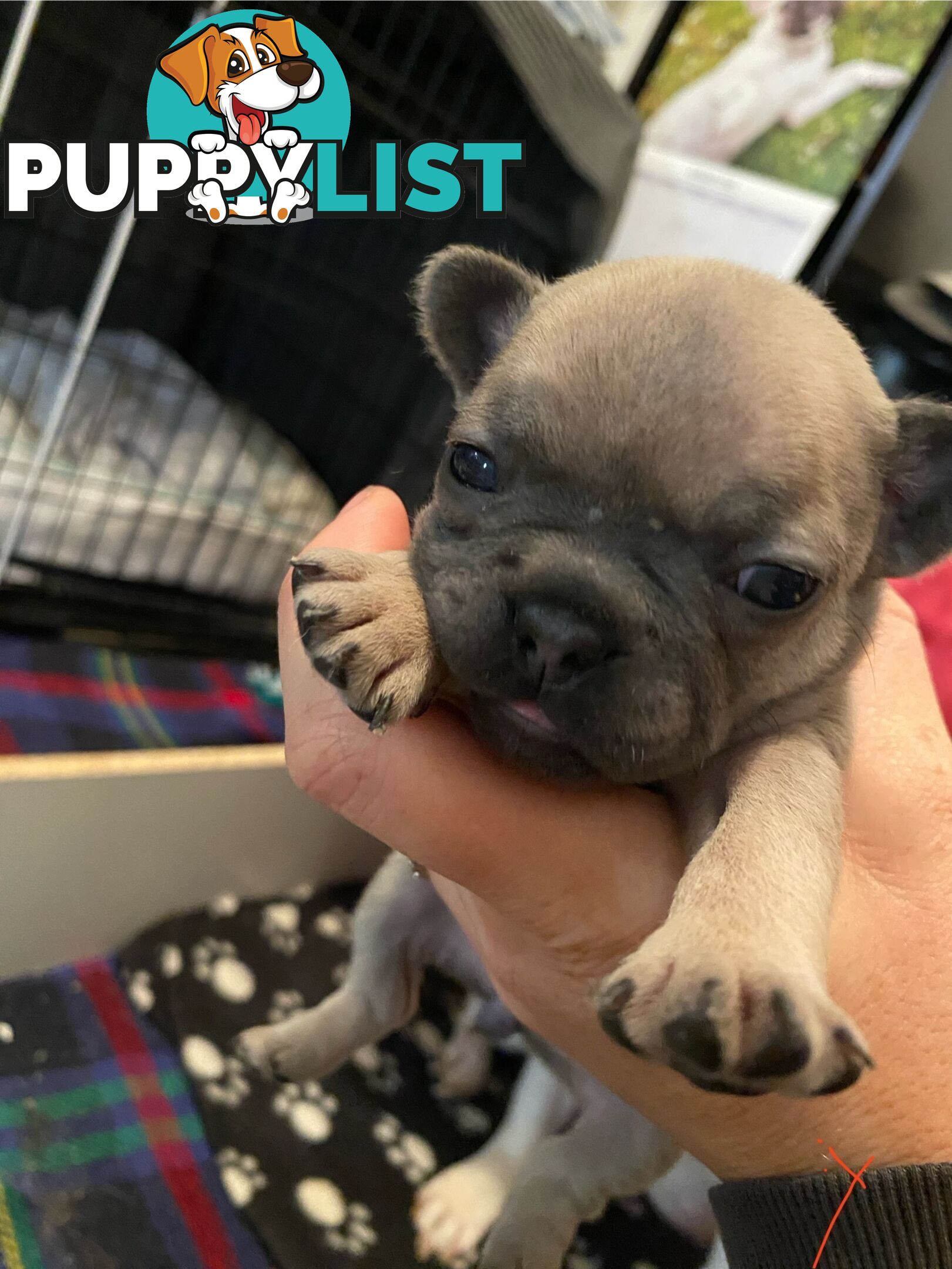 Cute little french bulldog puppies