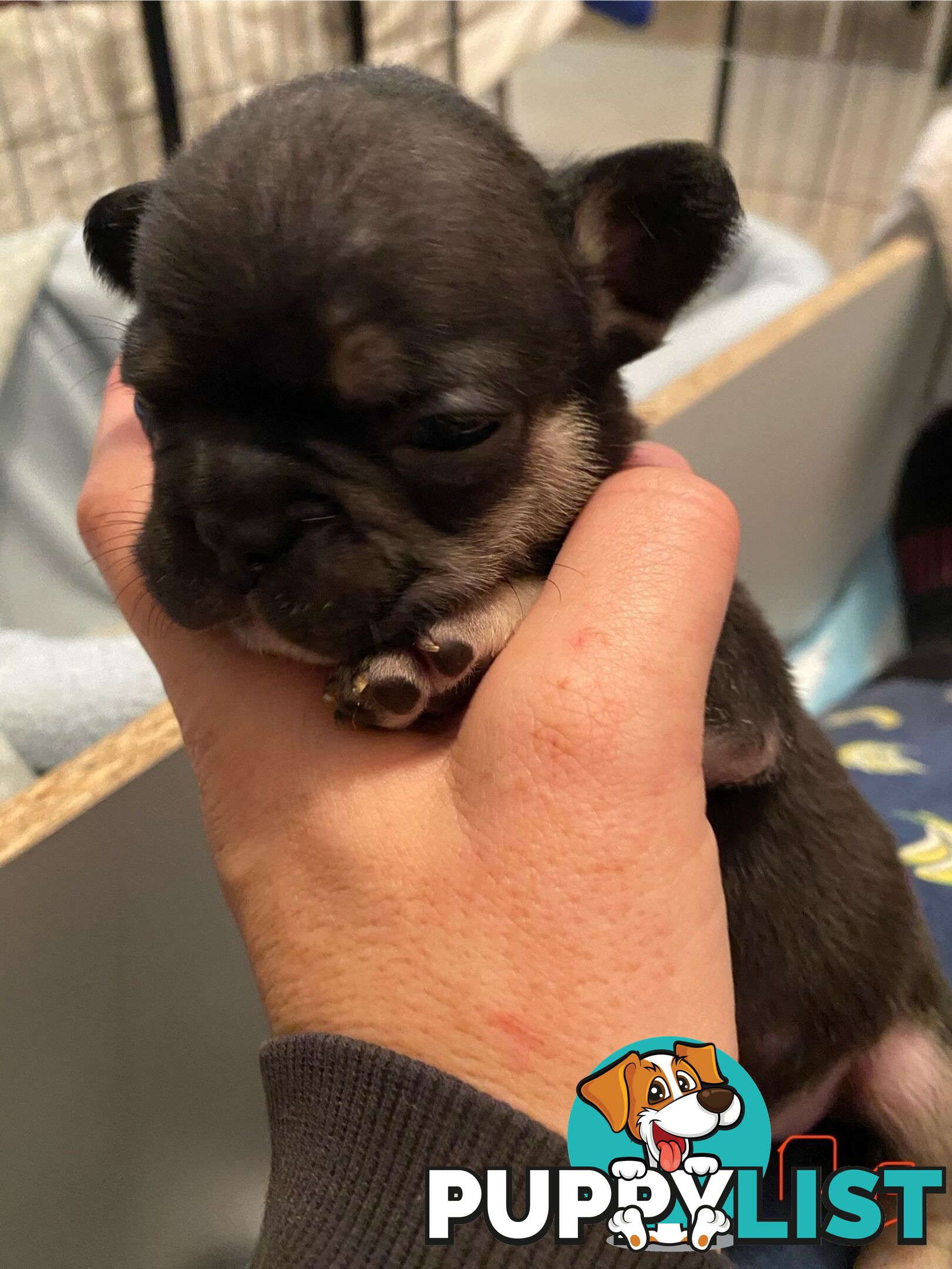 Cute little french bulldog puppies