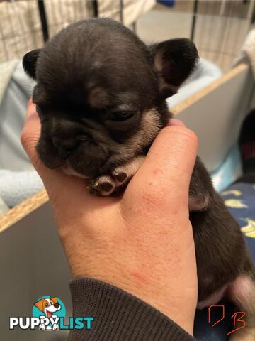 Cute little french bulldog puppies
