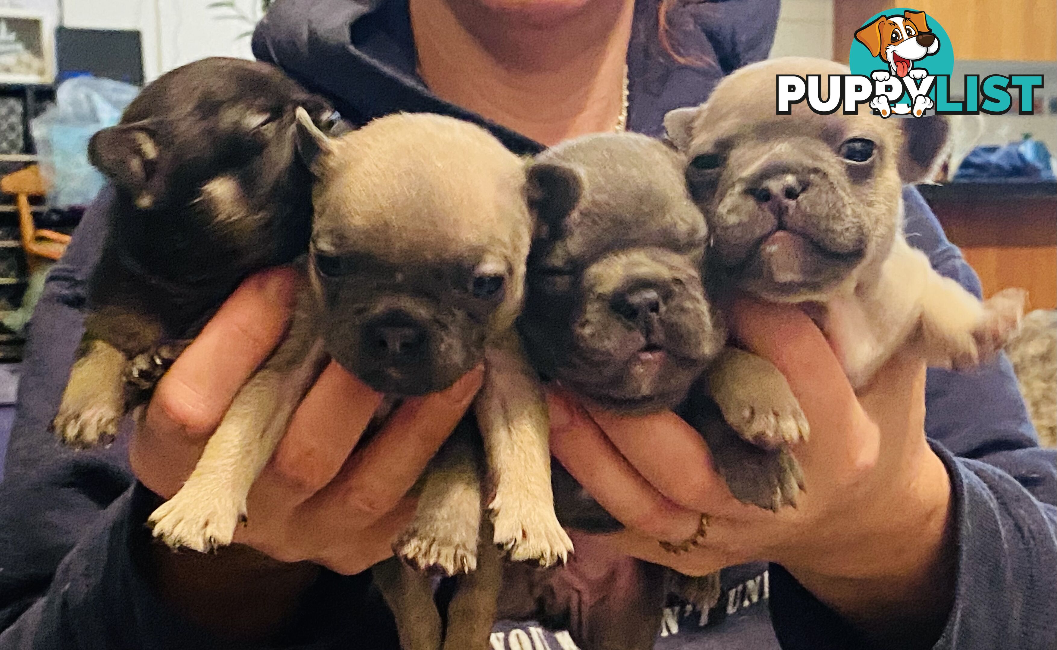 Cute little french bulldog puppies