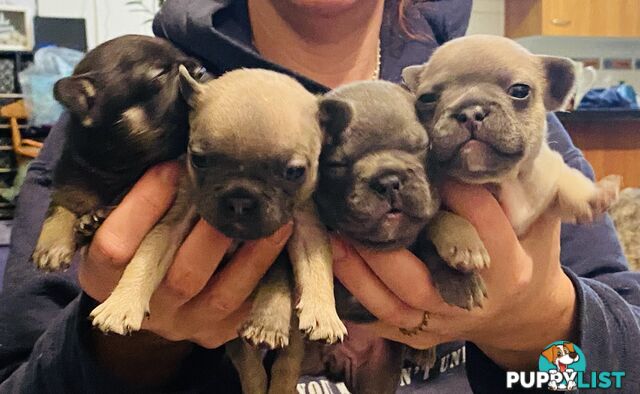 Cute little french bulldog puppies