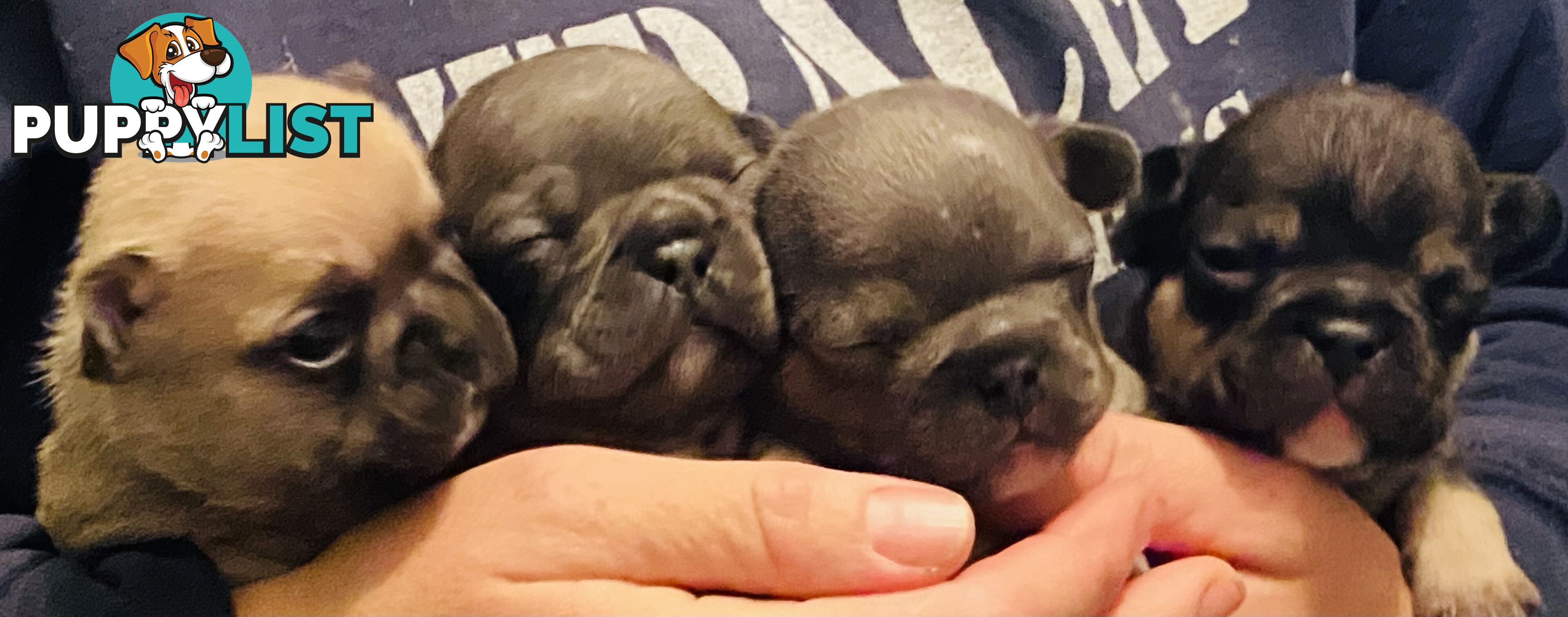 Cute little french bulldog puppies