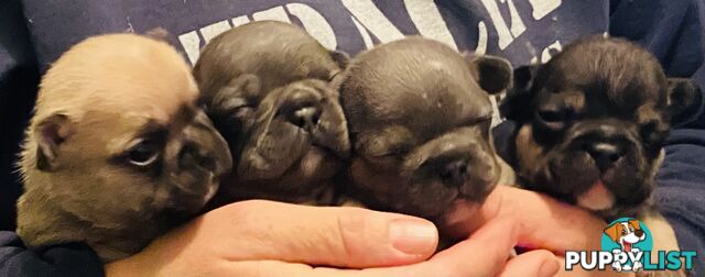 Cute little french bulldog puppies