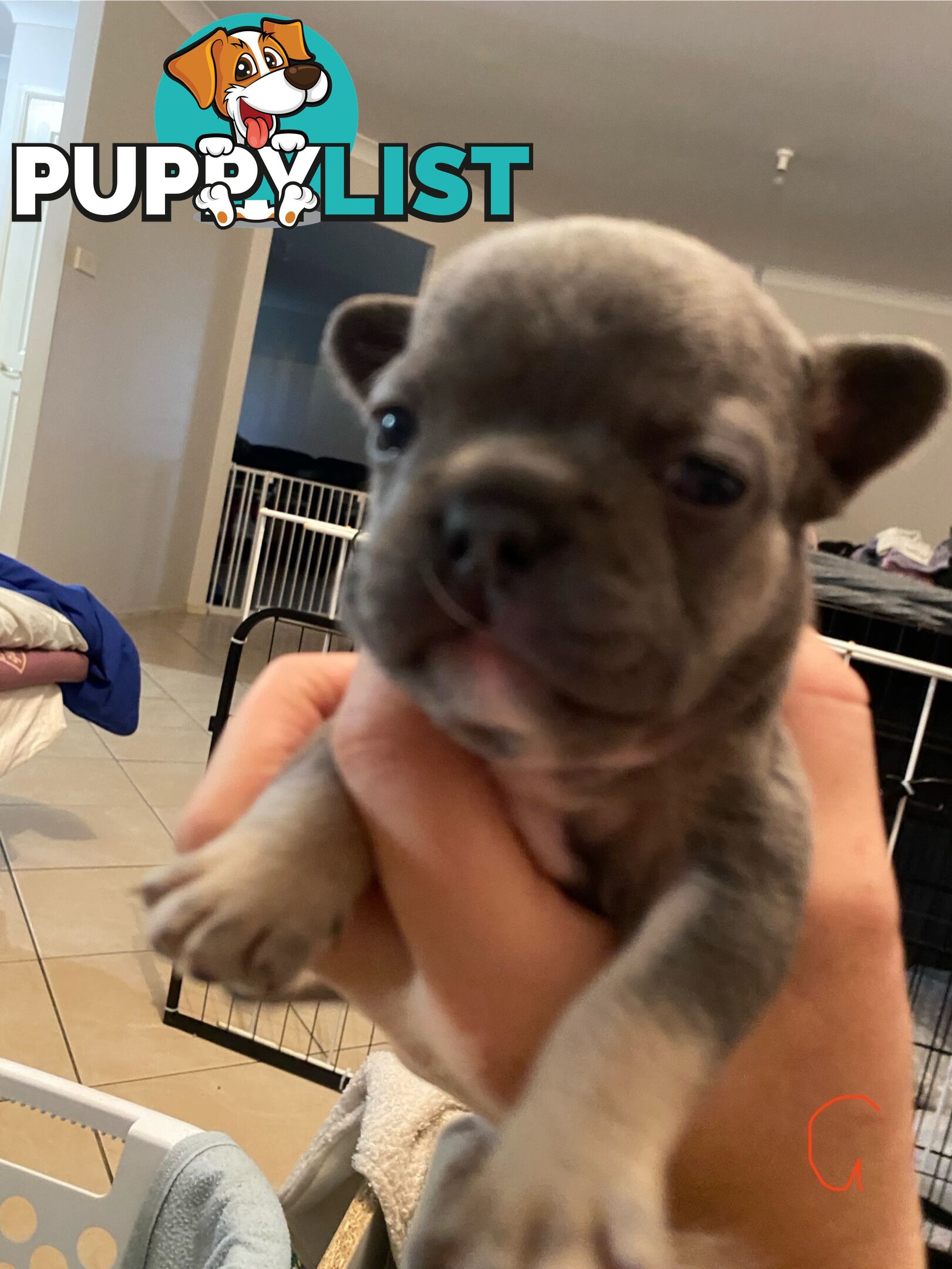 Cute little french bulldog puppies
