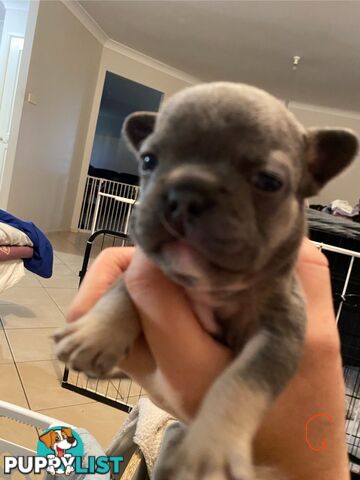Cute little french bulldog puppies