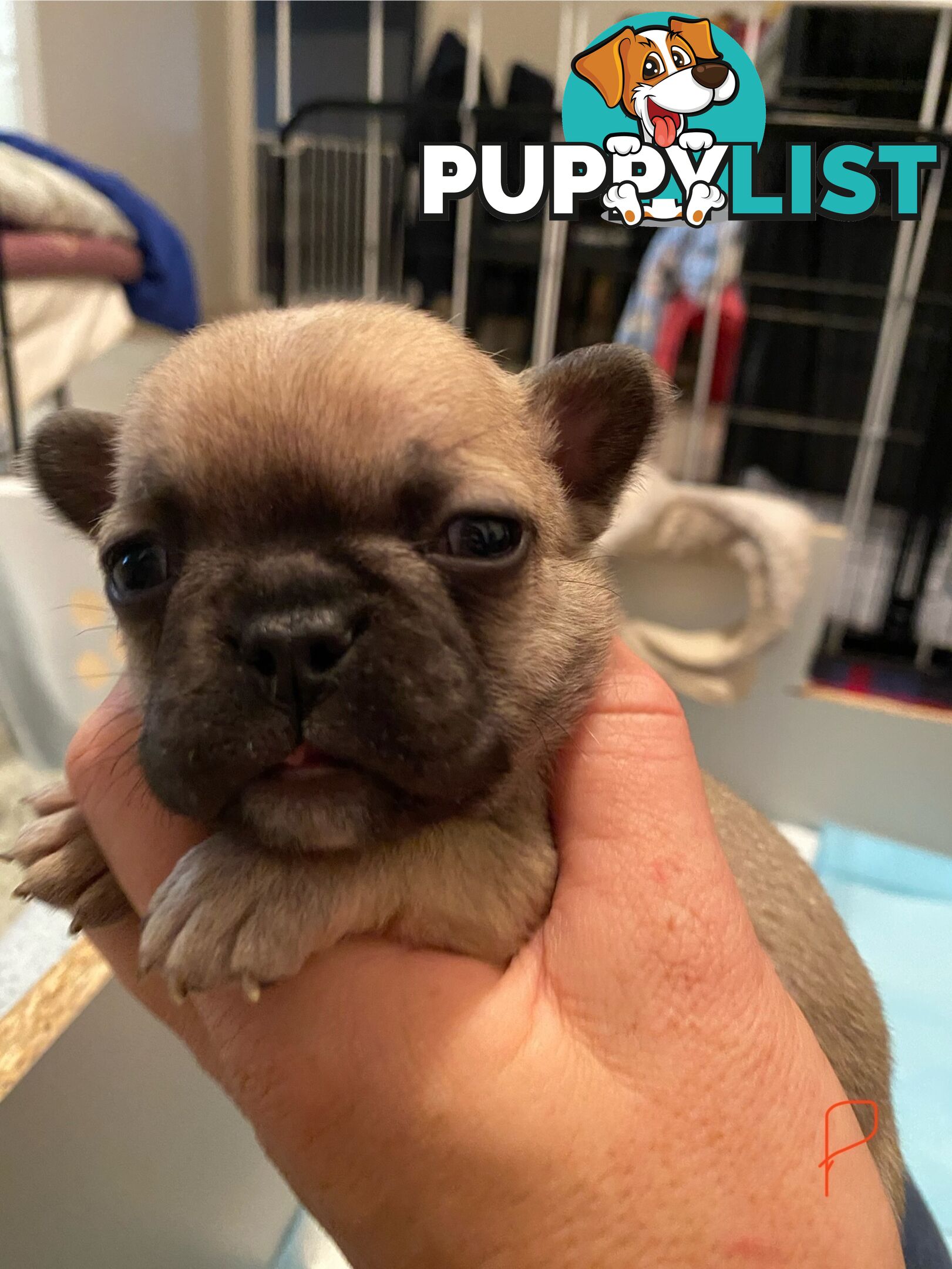 Cute little french bulldog puppies