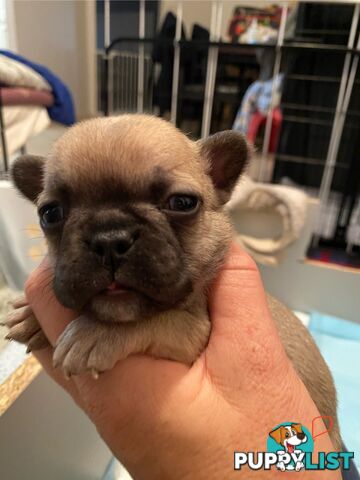 Cute little french bulldog puppies
