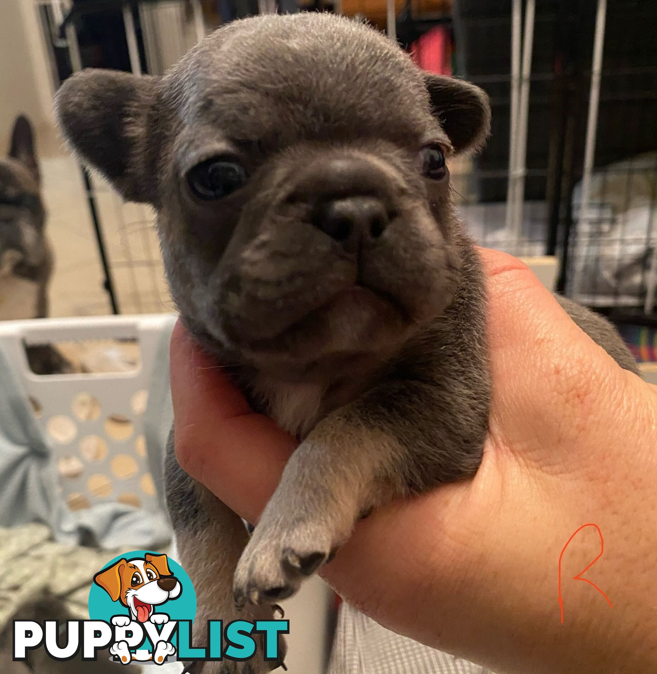 Cute little french bulldog puppies