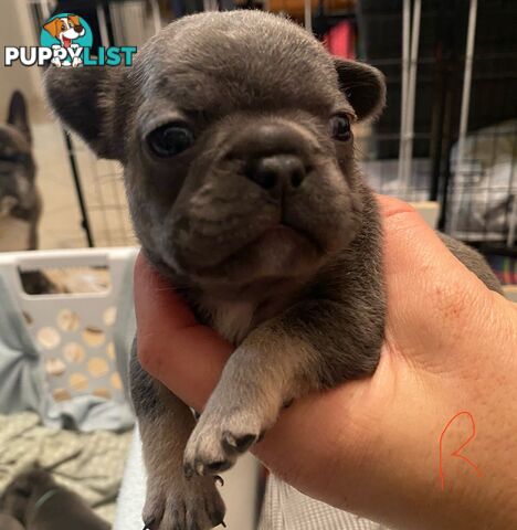 Cute little french bulldog puppies