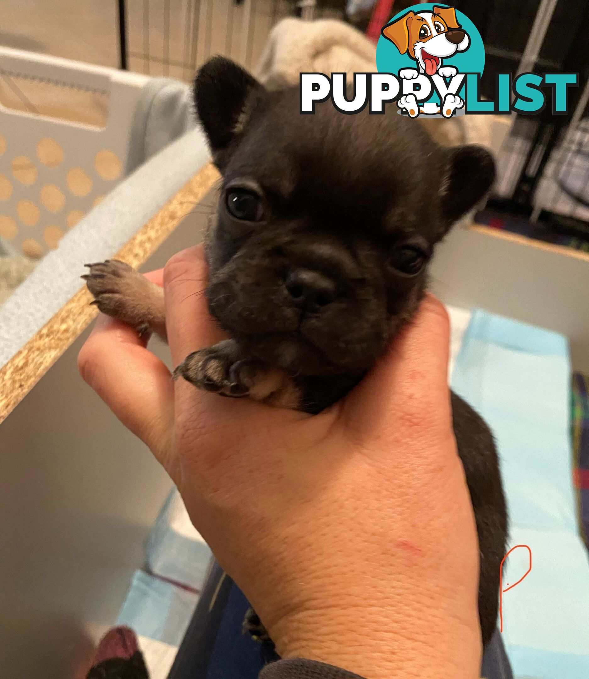 Cute little french bulldog puppies