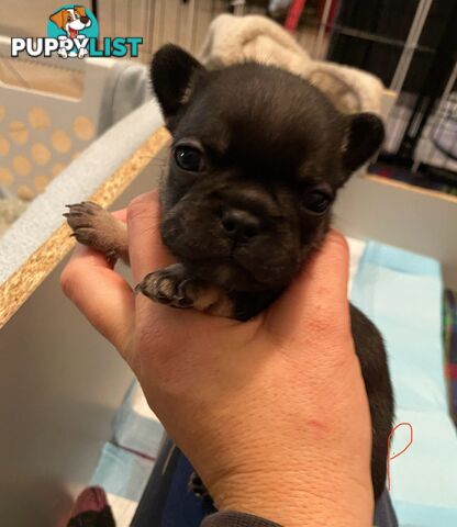 Cute little french bulldog puppies