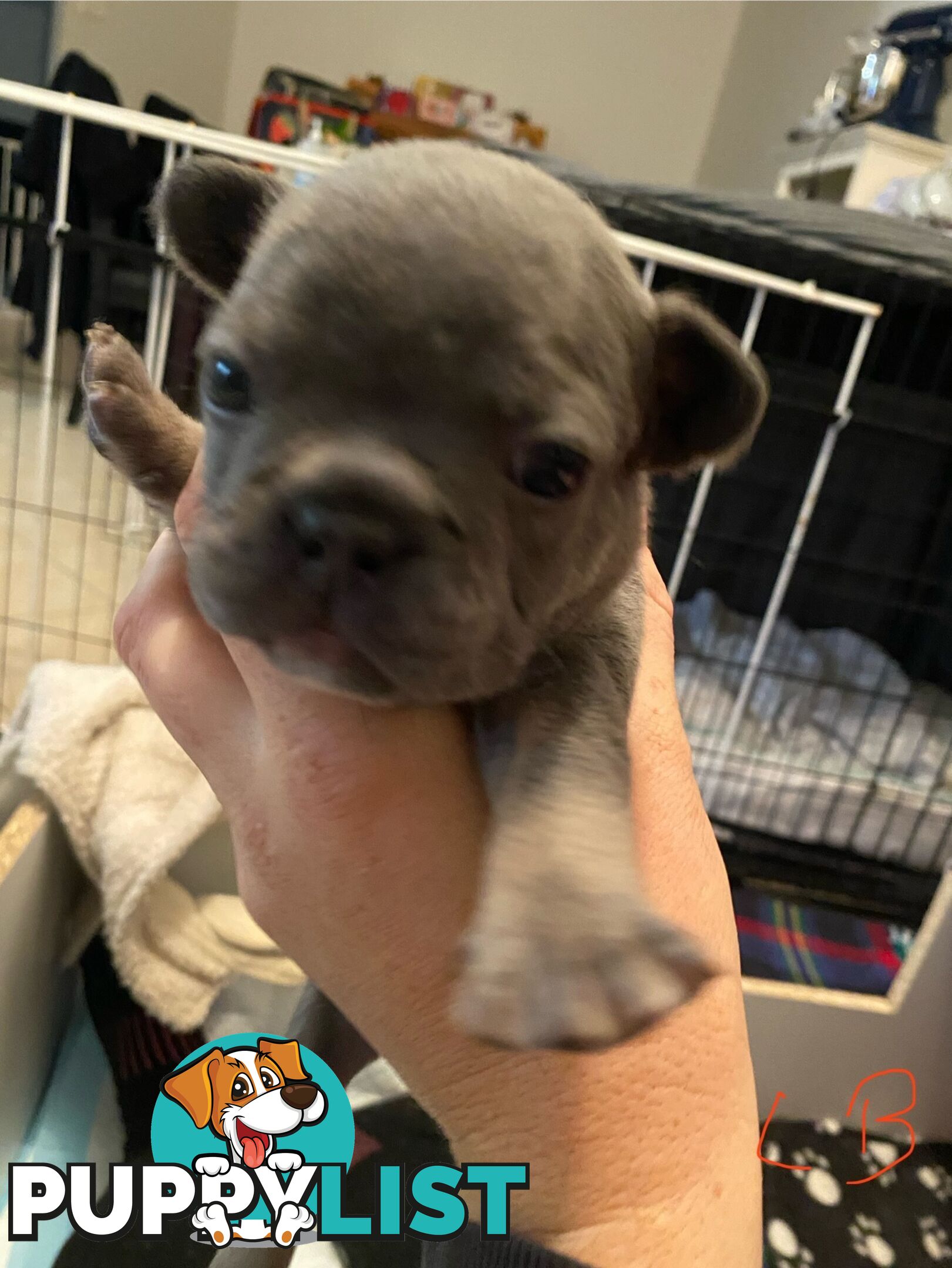 Cute little french bulldog puppies