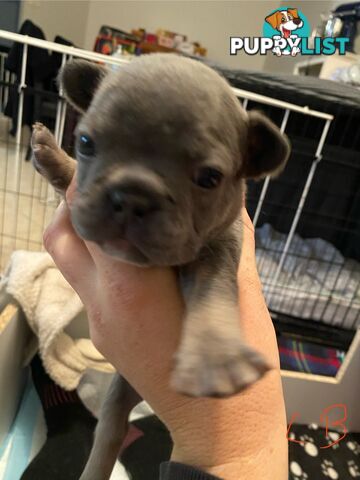 Cute little french bulldog puppies