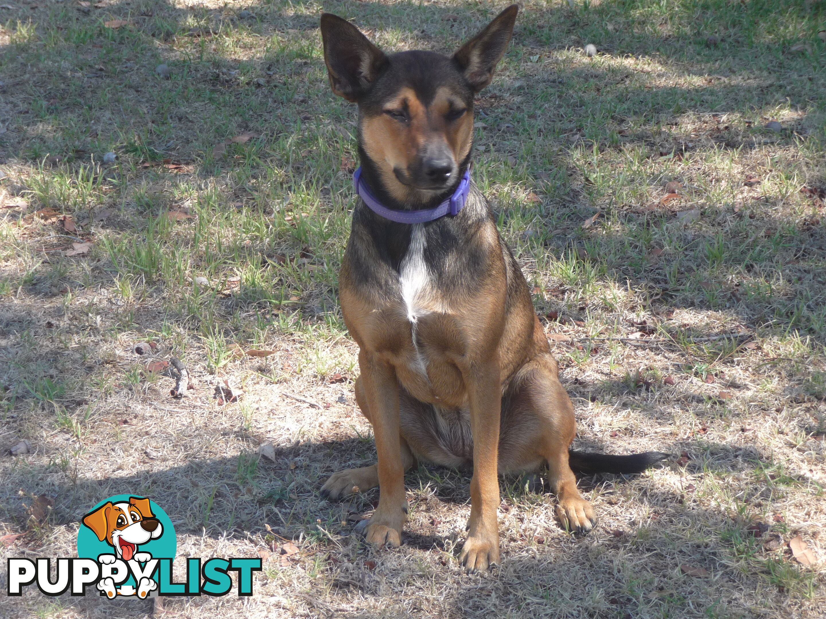 Energetic Kelpie cross pup looking for companionship and a loving home.