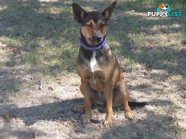 Energetic Kelpie cross pup looking for companionship and a loving home.