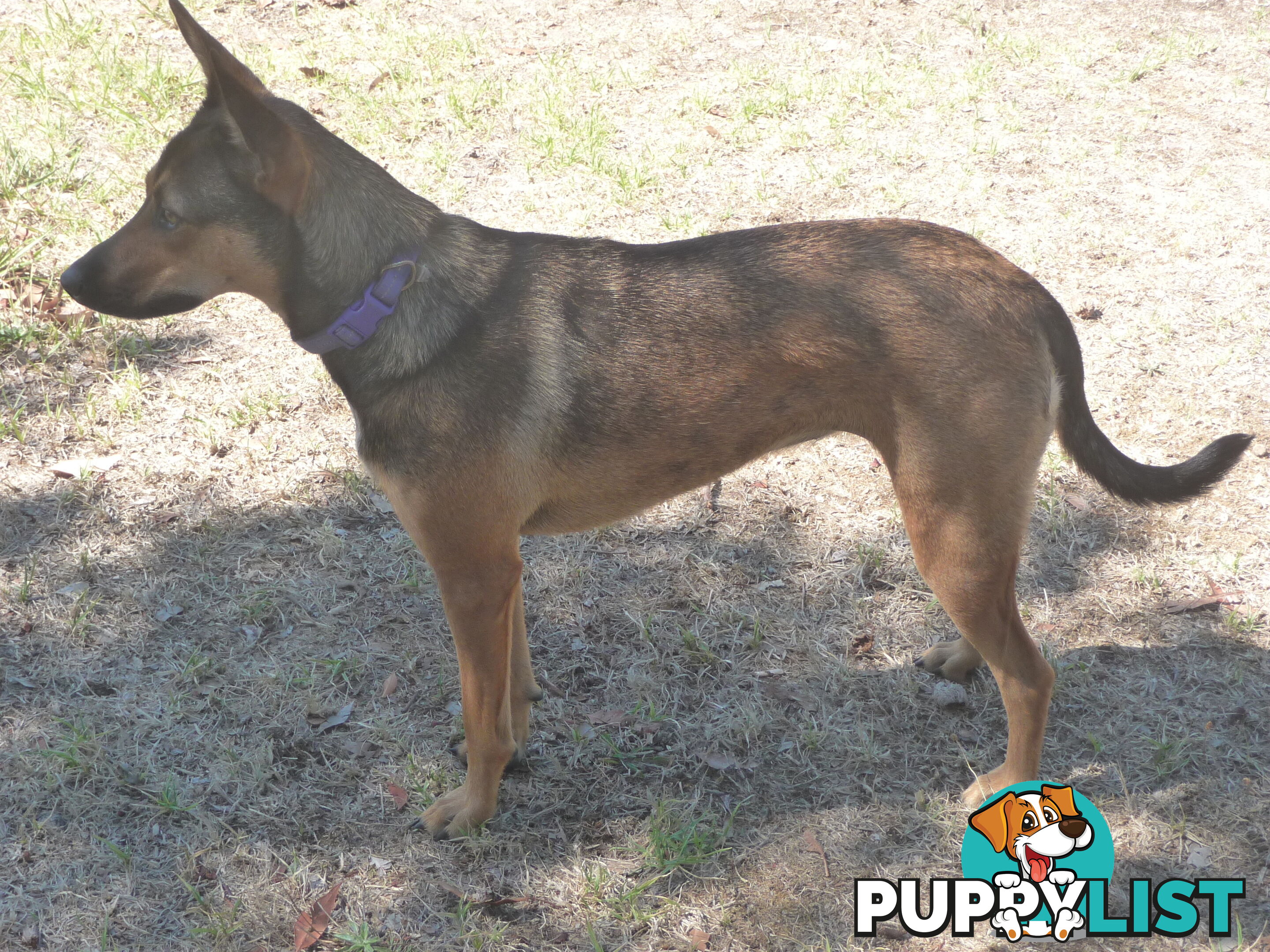 Energetic Kelpie cross pup looking for companionship and a loving home.