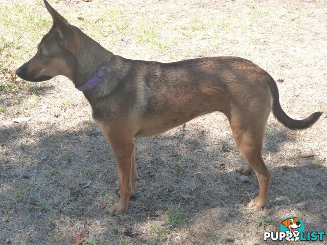 Energetic Kelpie cross pup looking for companionship and a loving home.