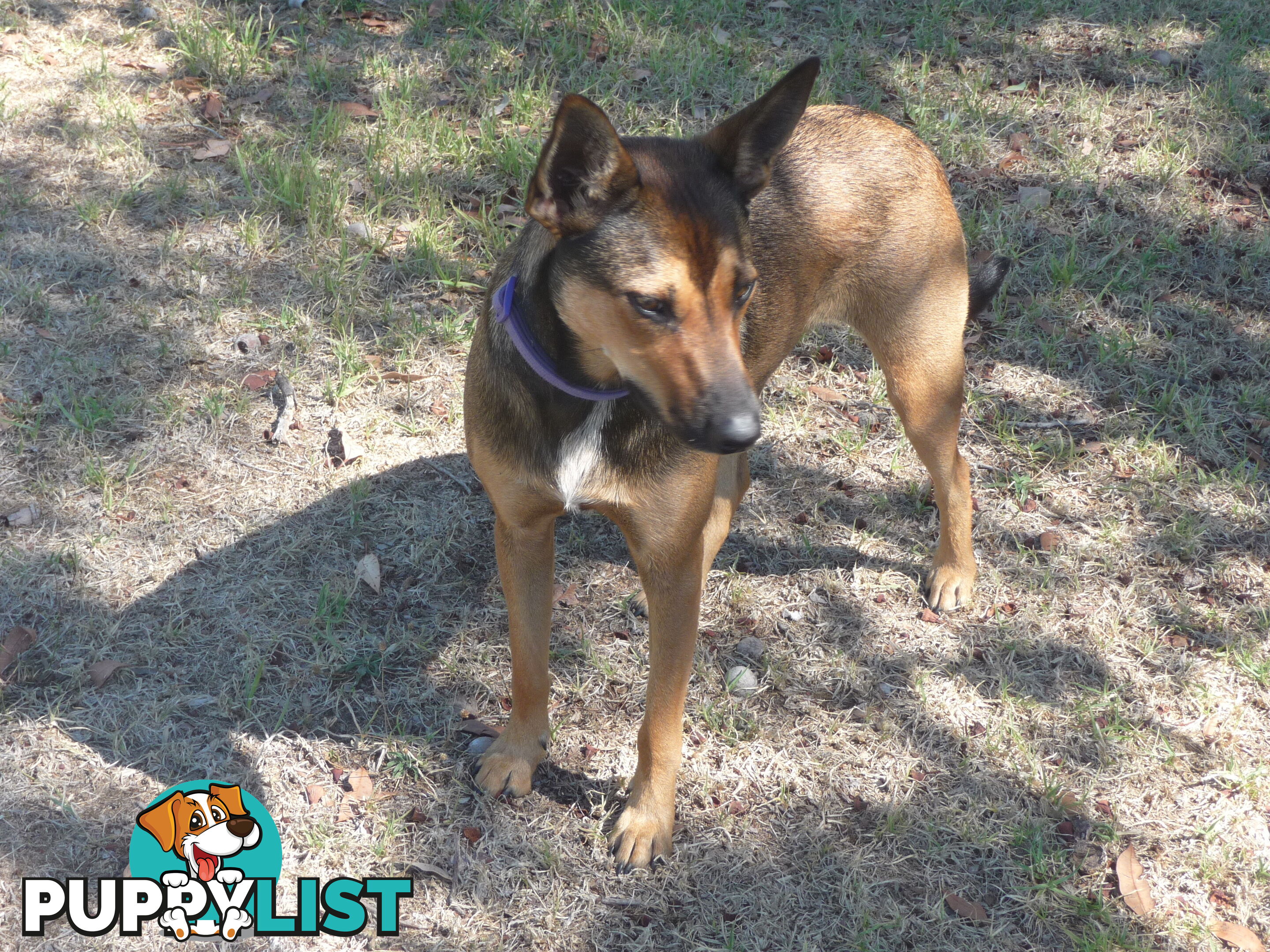 Energetic Kelpie cross pup looking for companionship and a loving home.