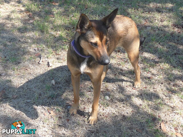 Energetic Kelpie cross pup looking for companionship and a loving home.