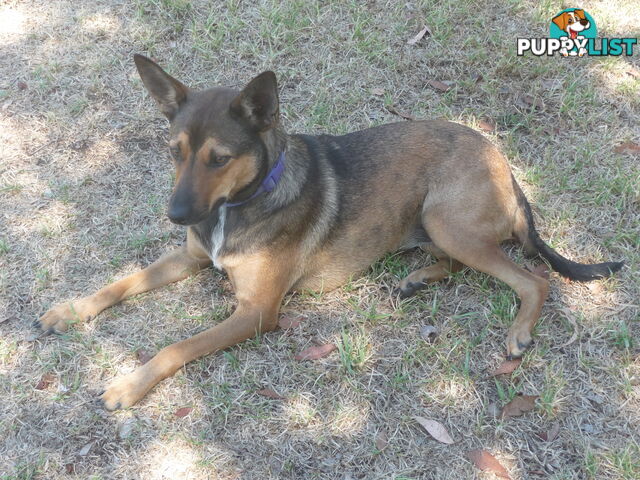 Energetic Kelpie cross pup looking for companionship and a loving home.