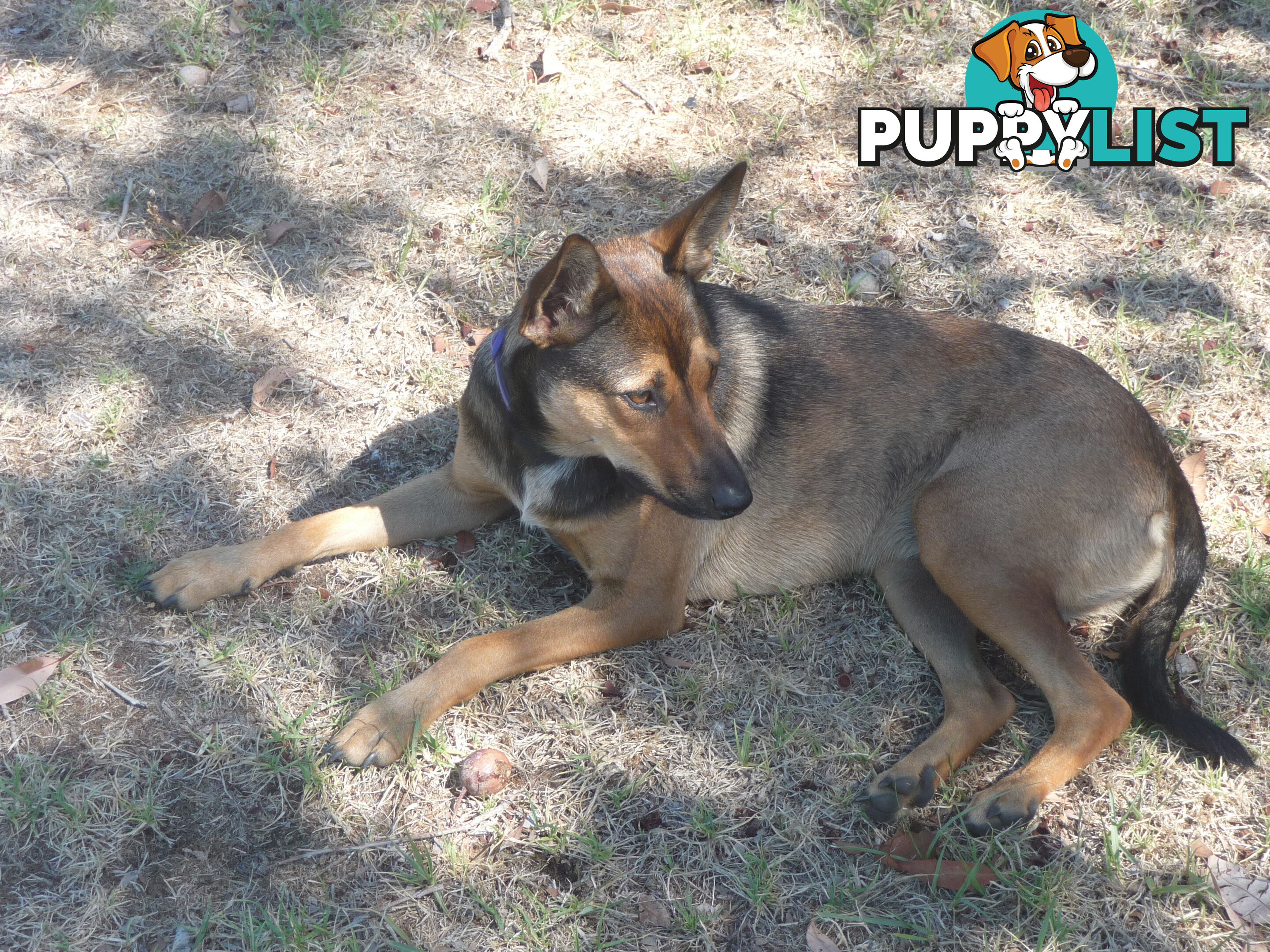 Energetic Kelpie cross pup looking for companionship and a loving home.