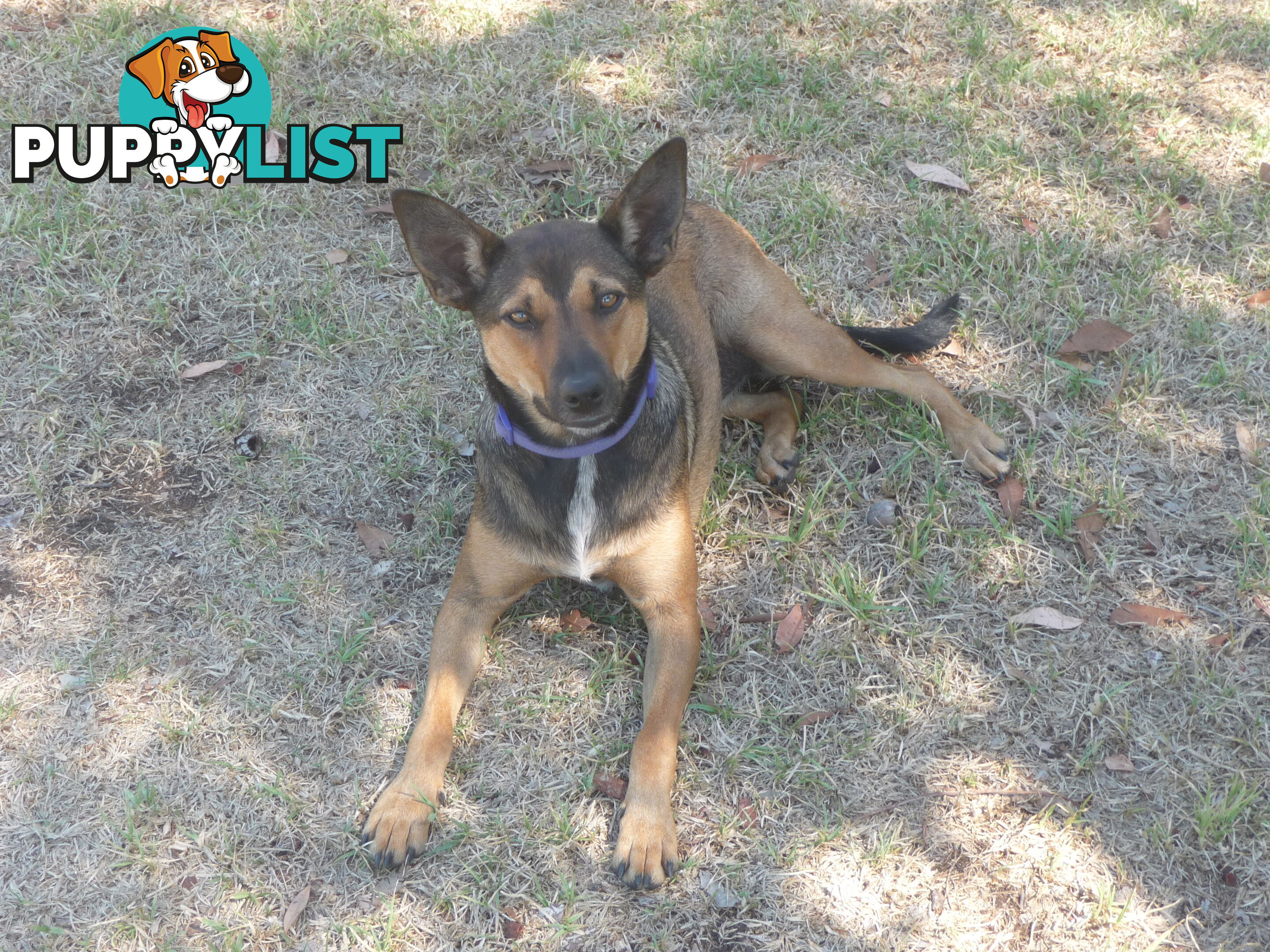 Energetic Kelpie cross pup looking for companionship and a loving home.