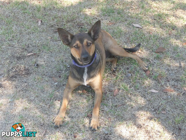 Energetic Kelpie cross pup looking for companionship and a loving home.