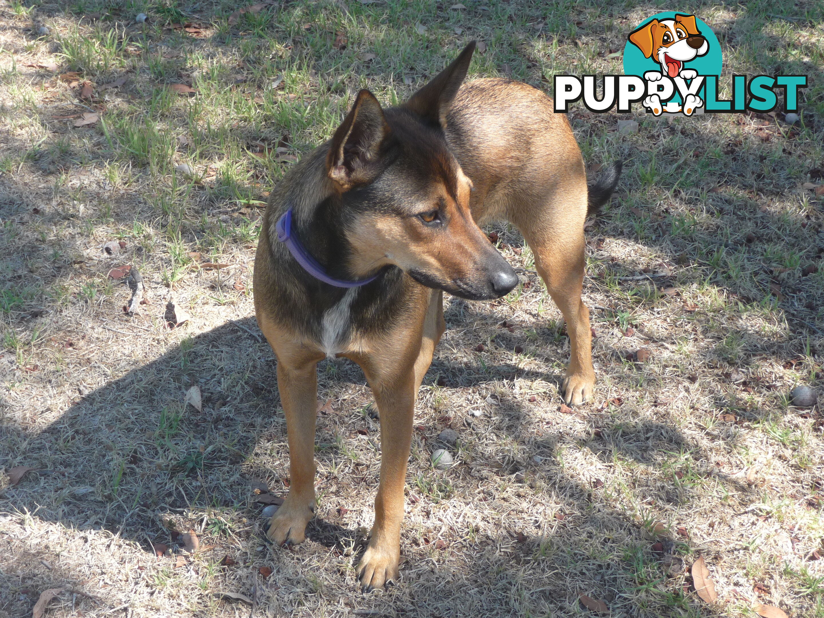 Energetic Kelpie cross pup looking for companionship and a loving home.