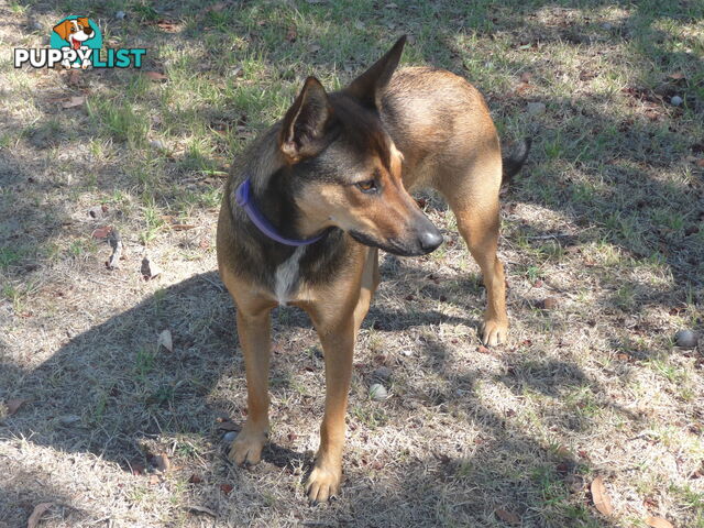 Energetic Kelpie cross pup looking for companionship and a loving home.