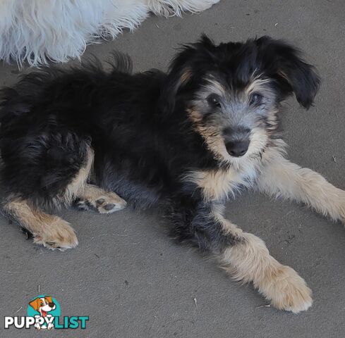 Smithfield Pups