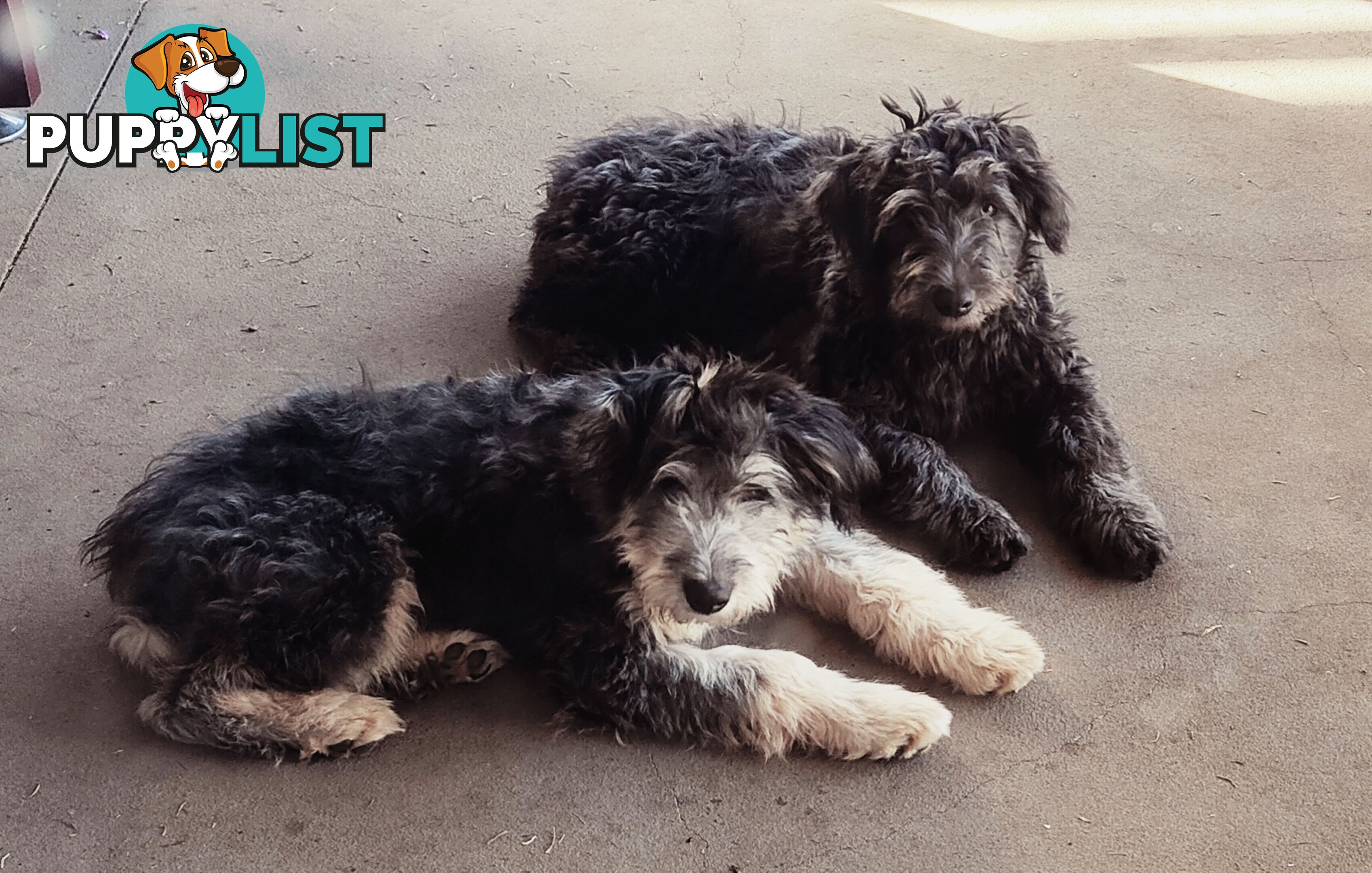 Smithfield Pups