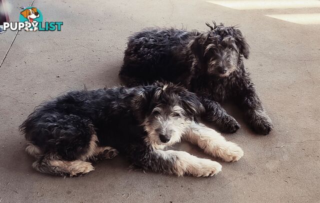 Smithfield Pups