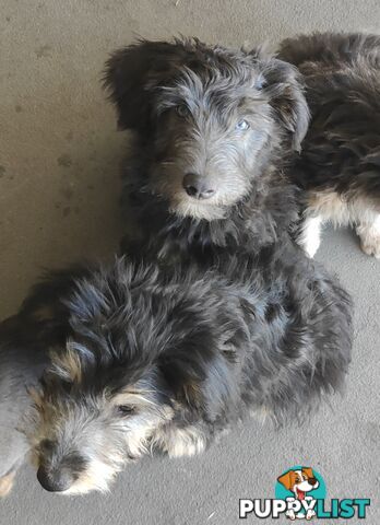 Smithfield Pups