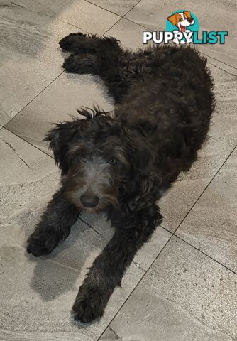 Smithfield Pups