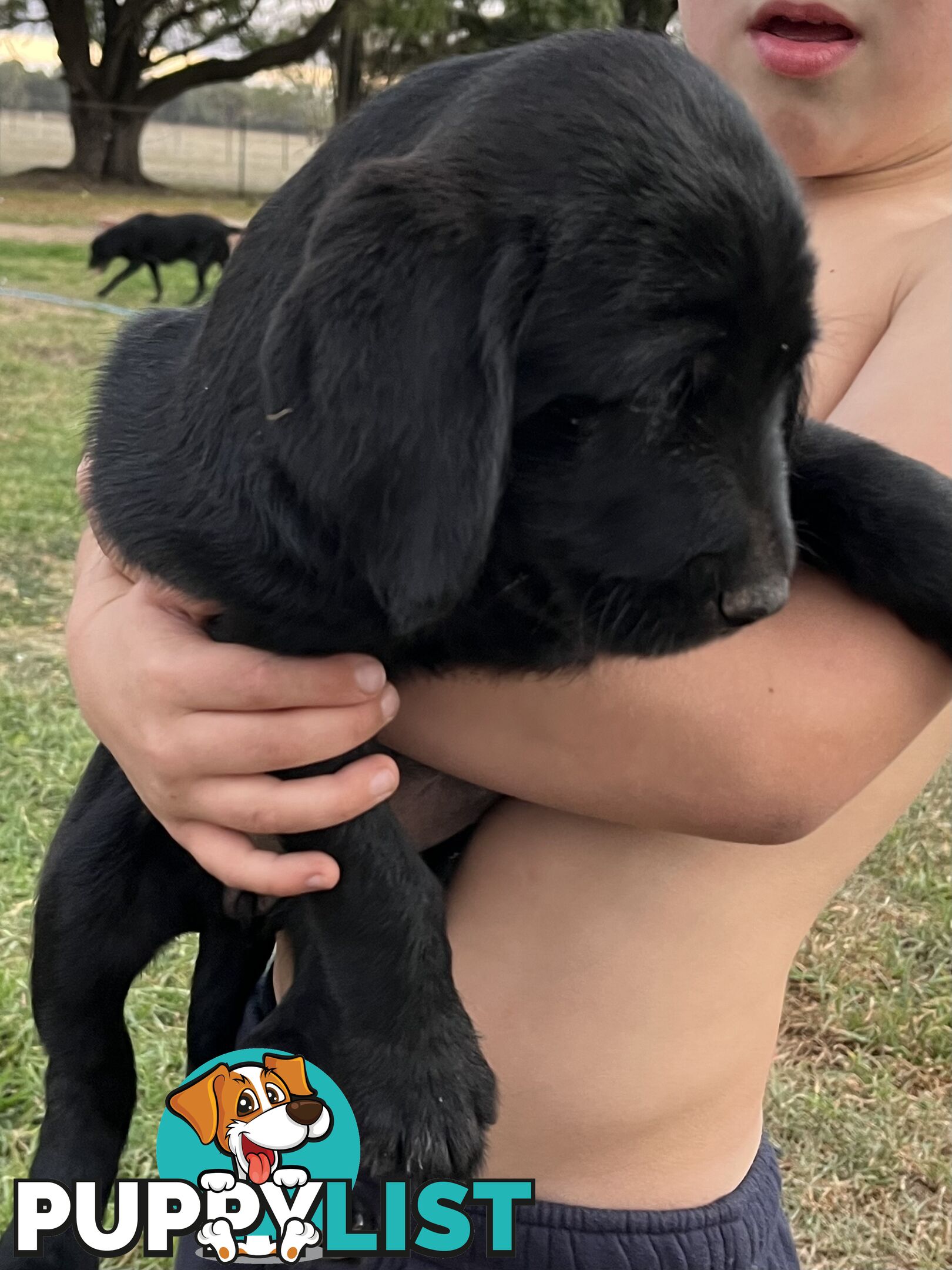 Labrador x Labradoodle Puppies